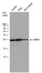 ADP Ribosylation Factor Like GTPase 4A antibody, PA5-78310, Invitrogen Antibodies, Western Blot image 