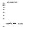 Interleukin 36 Receptor Antagonist antibody, A03455, Boster Biological Technology, Western Blot image 