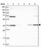 Annexin A9 antibody, PA5-55950, Invitrogen Antibodies, Western Blot image 