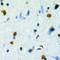 Transducin Beta Like 2 antibody, LS-C368933, Lifespan Biosciences, Immunohistochemistry frozen image 