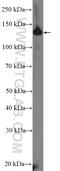 ATP/GTP Binding Protein 1 antibody, 14067-1-AP, Proteintech Group, Western Blot image 