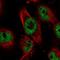Kiaa0239 antibody, HPA055789, Atlas Antibodies, Immunofluorescence image 