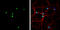 NK2 Homeobox 2 antibody, GTX133219, GeneTex, Immunocytochemistry image 