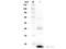 Interleukin 1 Beta antibody, NBP1-42768, Novus Biologicals, Western Blot image 