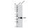 Apolipoprotein A4 antibody, 5700S, Cell Signaling Technology, Western Blot image 