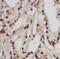 RAB18, Member RAS Oncogene Family antibody, FNab06998, FineTest, Immunohistochemistry frozen image 