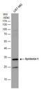 Syndecan Binding Protein antibody, PA5-28826, Invitrogen Antibodies, Western Blot image 