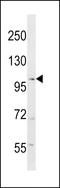 RAN Binding Protein 17 antibody, LS-C158800, Lifespan Biosciences, Western Blot image 