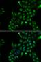 Tetraspanin 7 antibody, LS-C334700, Lifespan Biosciences, Immunofluorescence image 