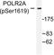 RNA Polymerase II Subunit A antibody, LS-C192183, Lifespan Biosciences, Western Blot image 