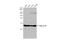 Histone Cluster 4 H4 antibody, GTX129561, GeneTex, Western Blot image 