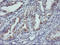 Arginyl Aminopeptidase antibody, LS-C173655, Lifespan Biosciences, Immunohistochemistry frozen image 