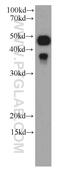 Caspase 9 antibody, 66169-1-Ig, Proteintech Group, Western Blot image 