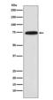 Cytochrome P450 Oxidoreductase antibody, M02166, Boster Biological Technology, Western Blot image 
