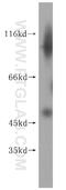 PNMA Family Member 8A antibody, 16965-1-AP, Proteintech Group, Western Blot image 