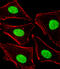DNA Polymerase Delta Interacting Protein 3 antibody, A02748-1, Boster Biological Technology, Immunofluorescence image 