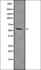 TR Alpha antibody, orb378434, Biorbyt, Western Blot image 