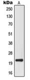 Mitochondrial Ribosomal Protein L14 antibody, orb215274, Biorbyt, Western Blot image 