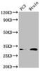 Homeobox D8 antibody, LS-C670437, Lifespan Biosciences, Western Blot image 