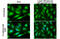 Snail Family Transcriptional Repressor 1 antibody, GTX100754, GeneTex, Immunofluorescence image 