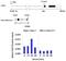 CTD Phosphatase Subunit 1 antibody, PA5-28074, Invitrogen Antibodies, Chromatin Immunoprecipitation image 
