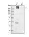 Chondroitin Sulfate Proteoglycan 4 antibody, A03394-3, Boster Biological Technology, Western Blot image 