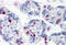 Epithelial Stromal Interaction 1 antibody, MBS245615, MyBioSource, Immunohistochemistry frozen image 