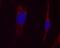 Aconitase 2 antibody, ab110321, Abcam, Immunocytochemistry image 