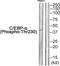 CCAAT Enhancer Binding Protein Alpha antibody, PA5-38155, Invitrogen Antibodies, Western Blot image 