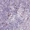 C-X-C Motif Chemokine Ligand 5 antibody, HPA065474, Atlas Antibodies, Immunohistochemistry frozen image 