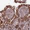 Peroxisomal Biogenesis Factor 19 antibody, NBP1-92255, Novus Biologicals, Immunohistochemistry frozen image 