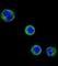 CD1e Molecule antibody, abx034582, Abbexa, Western Blot image 