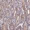 FAST Kinase Domains 3 antibody, NBP2-39095, Novus Biologicals, Immunohistochemistry frozen image 