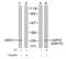 Heat Shock Protein Family B (Small) Member 1 antibody, GTX38674, GeneTex, Western Blot image 
