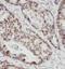 Karyopherin Subunit Alpha 2 antibody, FNab04635, FineTest, Immunohistochemistry frozen image 