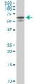 Syntaxin Binding Protein 1 antibody, H00006812-M01, Novus Biologicals, Western Blot image 