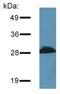 Proline Rich 7, Synaptic antibody, MA1-10448, Invitrogen Antibodies, Western Blot image 
