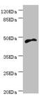 Cytohesin 2 antibody, LS-C675618, Lifespan Biosciences, Western Blot image 