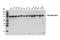 Ribosomal Protein S6 Kinase A3 antibody, 14813S, Cell Signaling Technology, Western Blot image 
