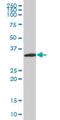 Neurogenin 2 antibody, H00063973-M10, Novus Biologicals, Western Blot image 