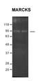 BCL2 Interacting Protein 1 antibody, orb331051, Biorbyt, Western Blot image 