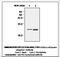 Peroxiredoxin 1 antibody, LS-C61912, Lifespan Biosciences, Immunoprecipitation image 