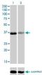 TEA Domain Transcription Factor 4 antibody, H00007004-M01, Novus Biologicals, Western Blot image 