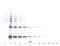 Ciliary Neurotrophic Factor antibody, XP-5114, ProSci, Western Blot image 