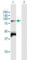 T-Box 2 antibody, H00006909-B02P, Novus Biologicals, Western Blot image 