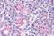 Parathyroid Hormone 2 Receptor antibody, NLS249, Novus Biologicals, Immunohistochemistry paraffin image 