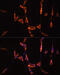 Staphylococcal Nuclease And Tudor Domain Containing 1 antibody, 19-910, ProSci, Immunofluorescence image 