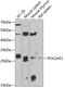 POU domain class 2-associating factor 1 antibody, 22-413, ProSci, Western Blot image 