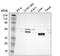 Paraoxonase 1 antibody, HPA001610, Atlas Antibodies, Western Blot image 