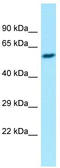 Eukaryotic Translation Initiation Factor 2B Subunit Gamma antibody, TA331248, Origene, Western Blot image 